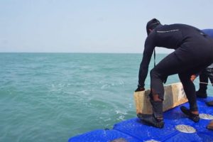 Mappatura degli Habitat Costieri della Cambogia Recenti studi hanno portato alla luce la prima mappa...