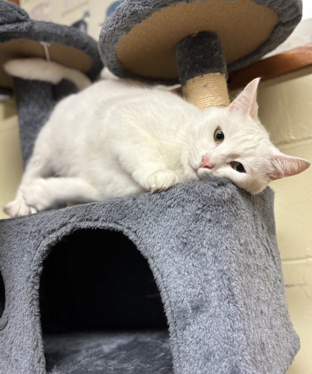 Scopri Q-Tip: il tuo compagno ideale per momenti di coccole e comfort!