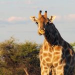 Un Altro Allerta sul Declino Ambientale Questa settimana a Nairobi, durante la settima Assemblea...