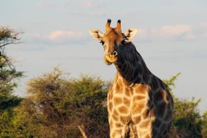 Un Altro Allerta sul Declino Ambientale Questa settimana a Nairobi, durante la settima Assemblea...