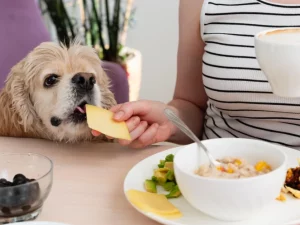 Cibi velenosi per cani: quali evitare e segnali d’allerta per la salute del tuo pet.