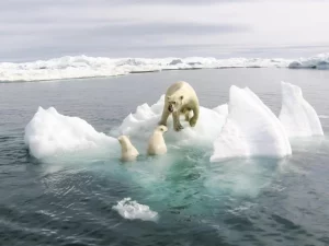Artico: anno record di calore, ghiaccio in diminuzione e habitat animale compromesso.