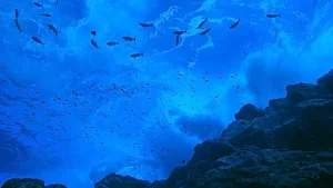 Oceani: Il 2026, anno decisivo per la salvaguardia dell’alto mare fra speranze e sfide.