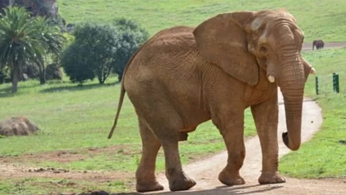 Pubblicato il 07/12/2025 - 12:01 CET Il Parco Naturale Cabárceno in Lutto per la Scomparsa di Jums...
