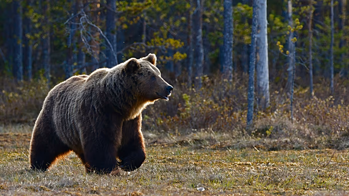 Evoluzione dell'Orso Bruno Marsicano: Un Caso Unico in Italia Un recente studio pubblicato sulla...