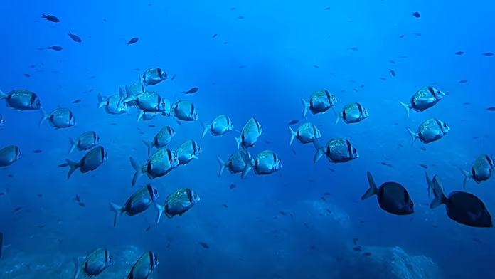 Richieste di Moratoria sull'Estrazione Mineraria dei Fondali Marini Negli ultimi anni, si sono...