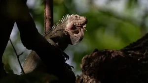 Iguane in pericolo critico trovano successo grazie a un innovativo progetto di accoppiamento.