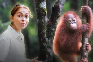 La Scuola nella Giungla: Un Futuro per gli Orangotiani Orfani Nord di Sumatra, Indonesia. Benvenuti...