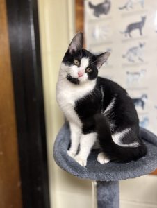 Scopri Odie, il tuo futuro migliore amico a quattro zampe!