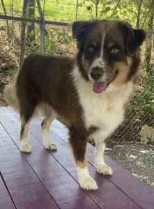 Lillie Belle: il suo sorriso unico e il cuore grande la rendono indimenticabile.