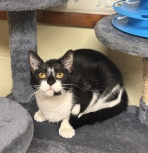 Incontra Luna: il tuo adorabile compagno felino ti aspetta per dolci coccole!