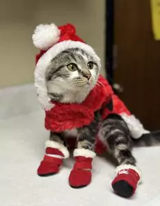 Scopri Holly Klaus: la dolce compagna che sta aspettando te!