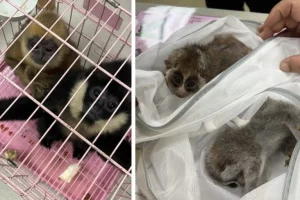 Operazione Thunder: La Lotta Globale contro il Commercio Illecito di Fauna Esotica Nel corso di un...