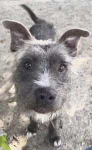 Incontra Buck, il gentiluomo dei terrier: affettuoso e affascinante compagno di vita.