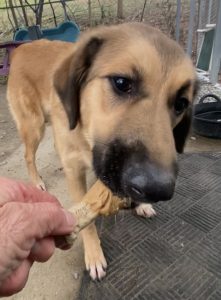 Gina: una dolce anima in cerca del suo umano ideale. Scopri la sua storia!