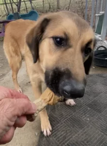 Gina: una dolce anima in cerca del suo umano ideale. Scopri la sua storia!