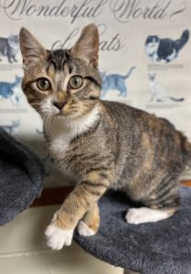 Curiosità di Hazel: il cane che conquista tutti con il suo dolce affetto.