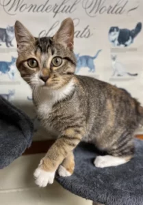 Curiosità di Hazel: il cane che conquista tutti con il suo dolce affetto.