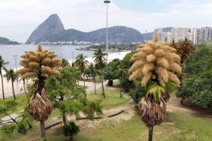 Fioritura unica delle palme secolari a Rio de Janeiro: un evento straordinario.