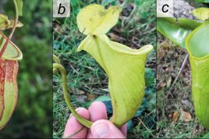 Nuova pianta carnivora scoperta nelle Filippine rischia di estinzione imminente.