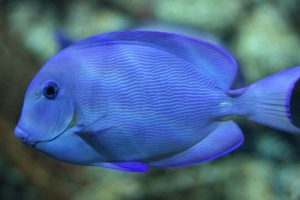 Le meraviglie sonore degli abissi: I pesci e la loro capacità di comunicare Si stima che oltre...