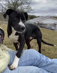 Teddy, il cane rinascimentale: un compagno affettuoso e avventuroso da scoprire.