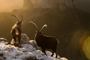 Il più grande progetto di rinaturazione della Francia: un passo verso la biodiversità.