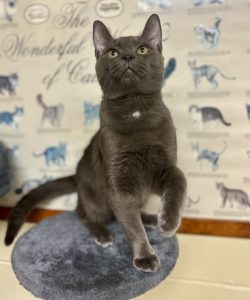 Loki: un adorabile amico a quattro zampe, puro amore e affetto incondizionato.