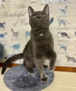 Loki: un adorabile amico a quattro zampe, puro amore e affetto incondizionato.