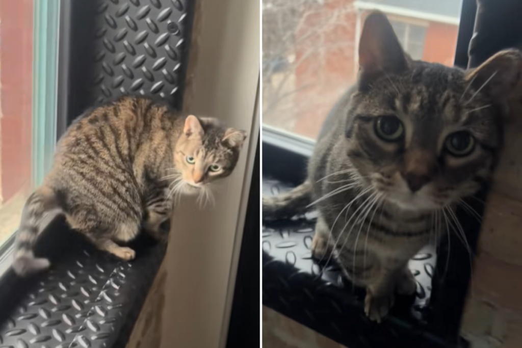 Gatto finge infortunio per attirare attenzioni, il video divertente cattura la scena!