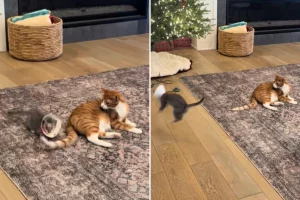 Gattina cieca cerca una compagna dopo l’asportazione degli occhi: una storia commovente.