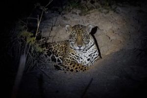 Salvare i giaguari: in Brasile scienziati usano IVF e clonazione per preservare la specie