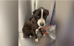 Cane affamato e spaventato arriva in rifugio: dopo 3 anni è irriconoscibile.