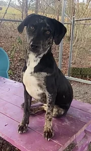 Conner e il suo inconfondibile modo di sedersi: un amico a quattro zampe unico!