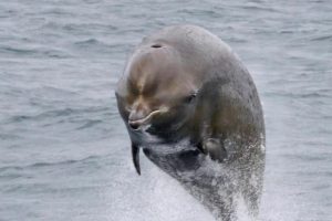 Conservazione vincente: la popolazione di balene in Canada mostra segni di recupero significativo.