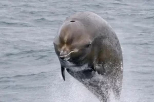 Conservazione vincente: la popolazione di balene in Canada mostra segni di recupero significativo.