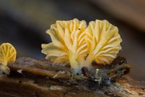 La Ricerca dei Funghi in California: Un'Iniziativa per la Biodiversità Recentemente, una ricerca...