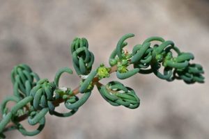 Riflettendo sulle Sfide del Rimaneggiamento del Livello del Mare Un nuovo progetto di ricerca sta...