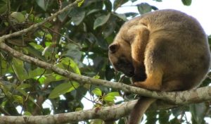 Le foreste tropicali australiane emettono più carbonio di quanto ne catturino, secondo uno studio.