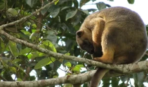 Le foreste tropicali australiane emettono più carbonio di quanto ne catturino, secondo uno studio.