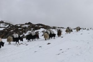 La Battaglia della Comunità Bhote-Singsa contro il Progetto Idroelettrico Nel 2024, il popolo...