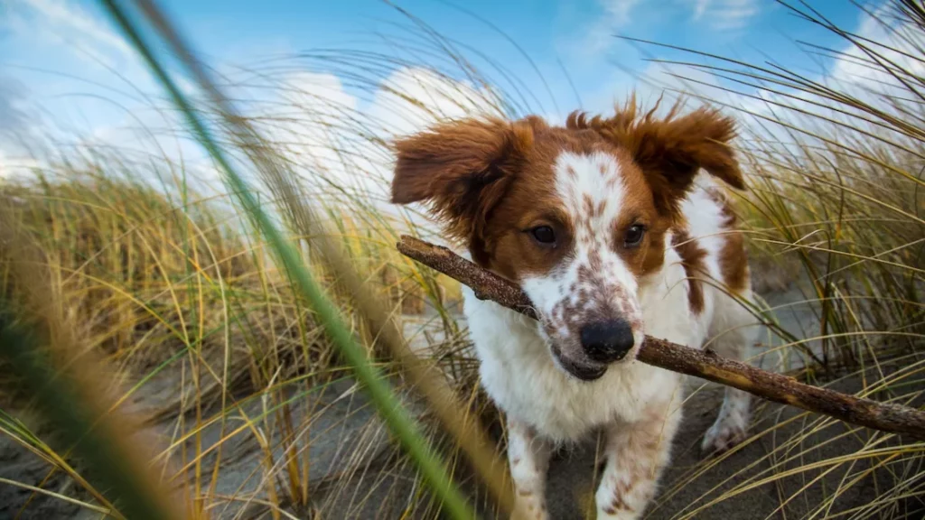 La Definizione di "Domestico" Negli ultimi anni, il dibattito sulla definizione del termine...