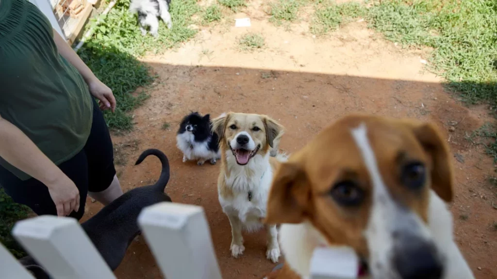 I cani possono vivere senza persone? La verità potrebbe sorprenderti