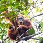 Tragedia Ecologica: La Presenza dei Tapanuli Orangutani in Pericolo Recentemente, il numero di...