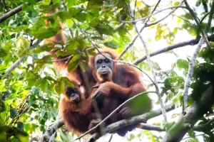 Tragedia Ecologica: La Presenza dei Tapanuli Orangutani in Pericolo Recentemente, il numero di...