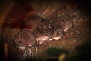 Il curioso comportamento dei daman delle alberi nelle montagne Pare Nonostante il loro nome, i daman...