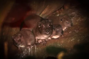 I bianconidi arrampicatori della Tanzania si sono adattati a vivere senza alberi.