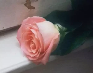 Esce il 16 gennaio Blooom, il nuovo album inedito dei Planet Funk