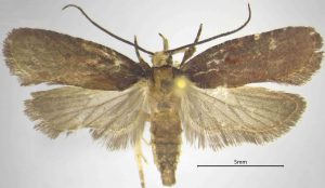 Scoperta una nuova specie di falena nelle foreste calabresi dal CREA.