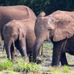 Il Futuro della Foresta del Bacino del Congo Un nuovo studio rivela che molti progetti di...